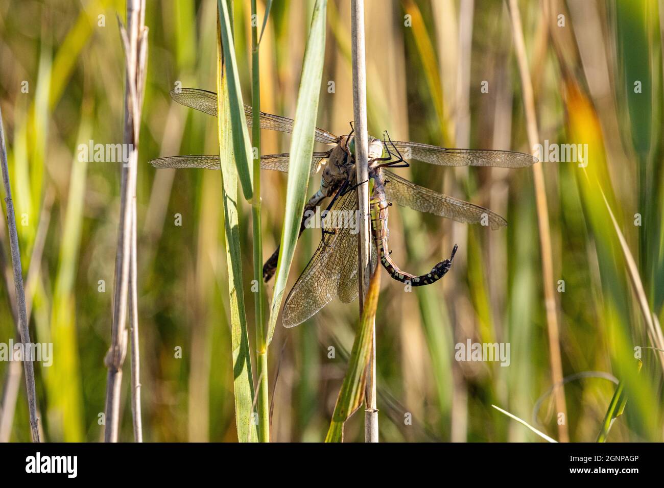 lesser emperor dragonfly (Anax parthenope), feeds caught dragonfly, Germany, Bavaria, Erdinger Moos Stock Photo