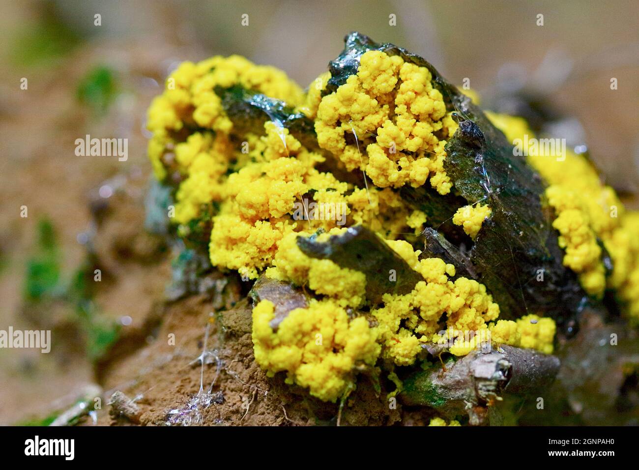 Scrambled egg slime, Flowers of tan (Fuligo septica), with yellow fruiting bodies, Germany, North Rhine-Westphalia Stock Photo