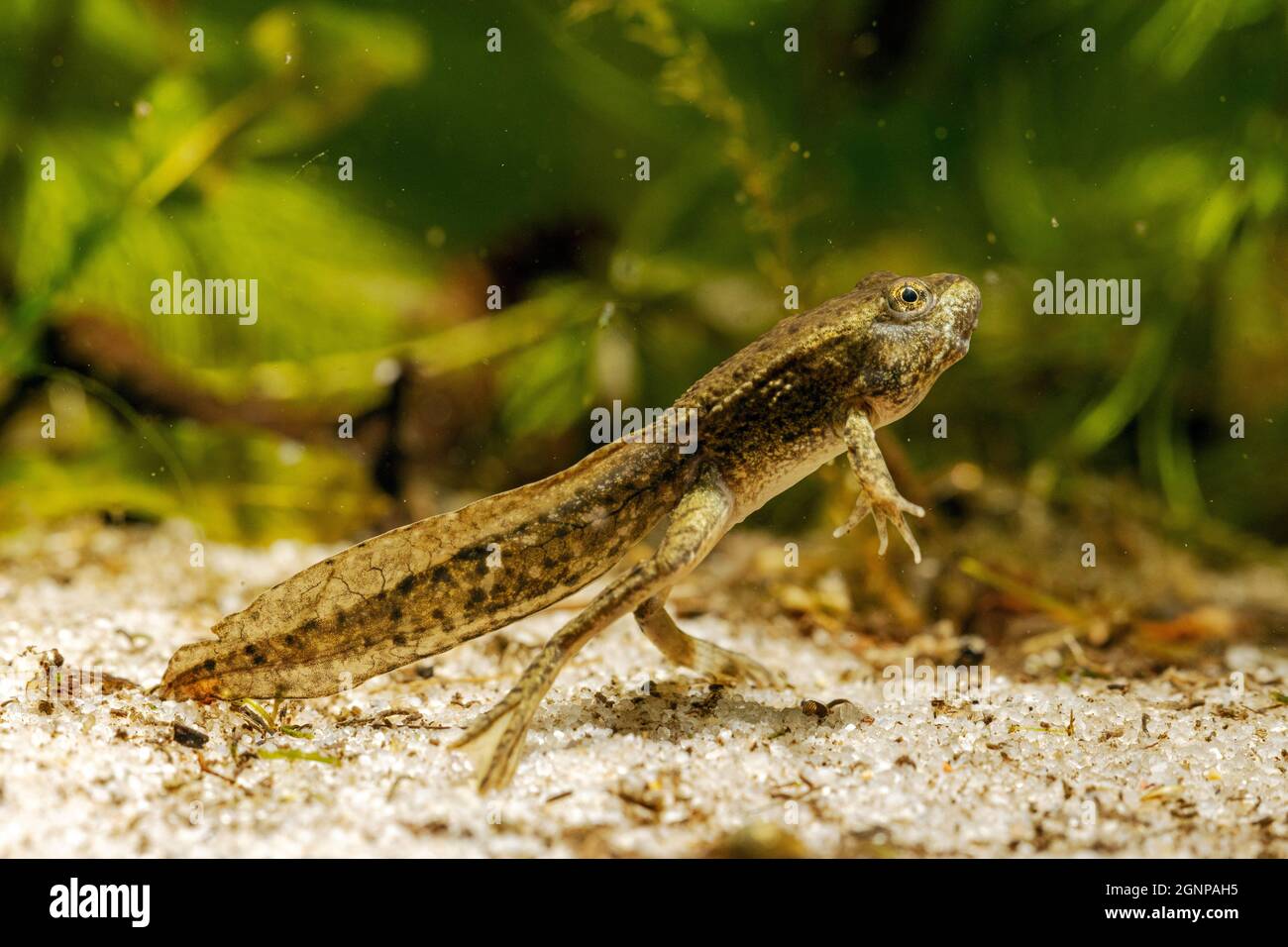 marsh frog, lake frog (Rana ridibunda, Pelophylax ridibundus), four-legged tadpole, Germany Stock Photo