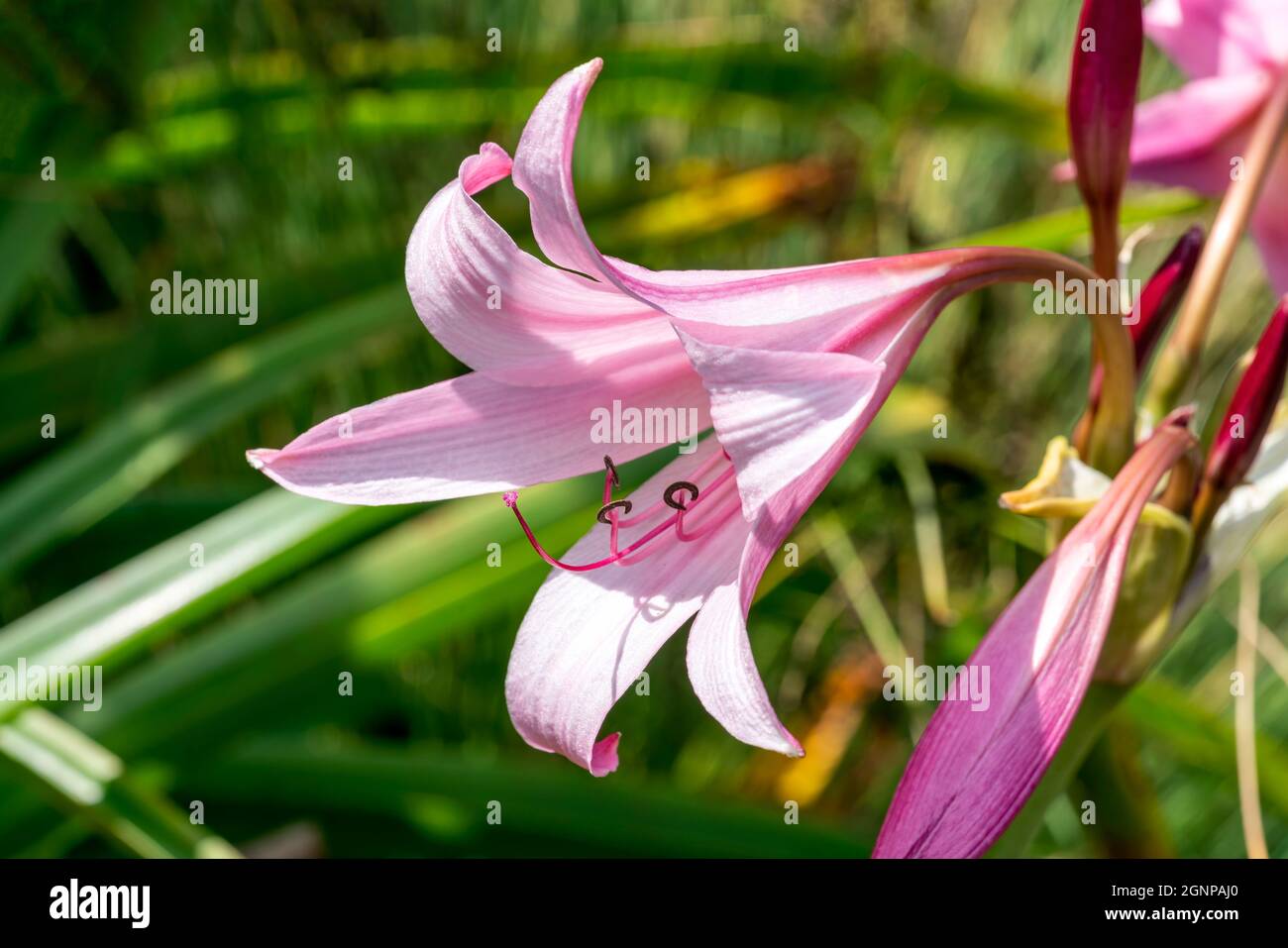 Crinum x Powellii a summer autumn fall flowering bulbous plant with a pink trumpet like summertime flower commonly known as swamp lily, stock photo im Stock Photo