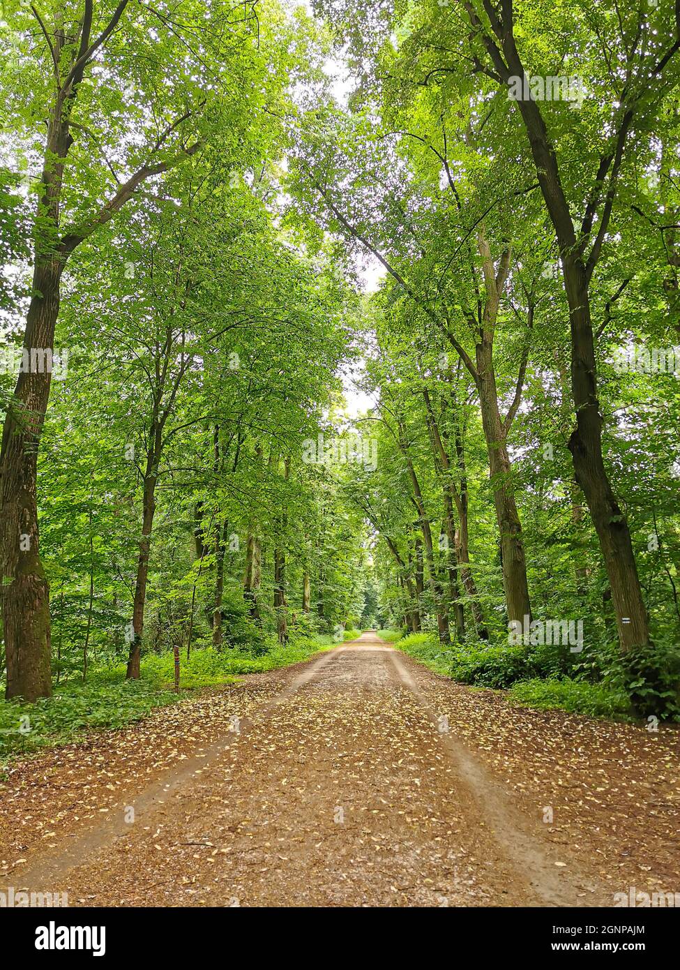 Tree Scenic Scenic forest with tall trees, lush foliage and yellow leaves on a ...