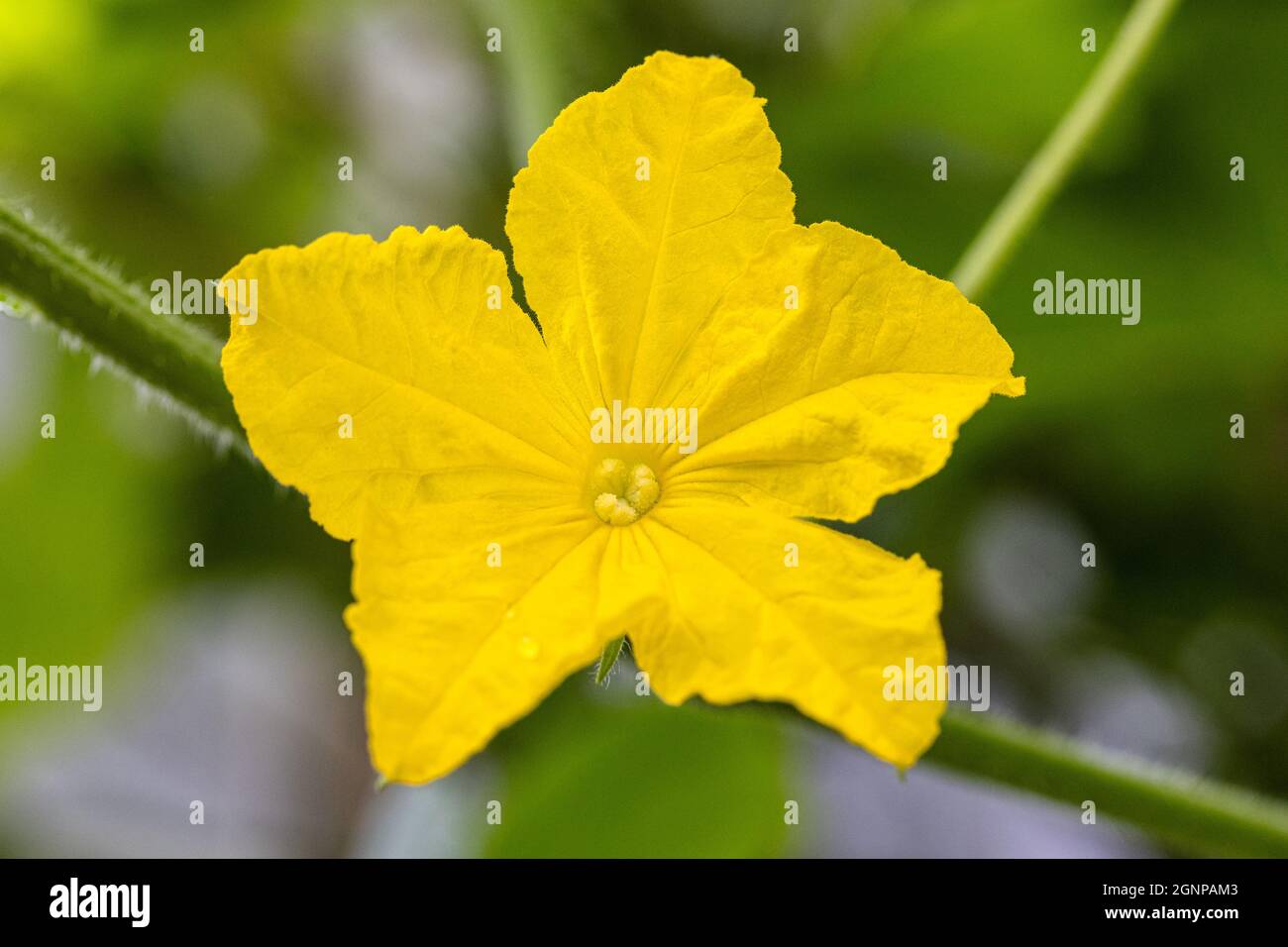 cucumber (Cucumis sativus), flower Stock Photo