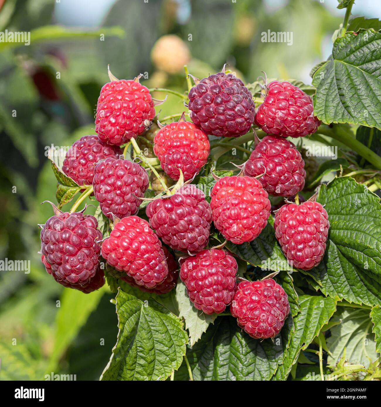 European red raspberry Little Sweet Sister (Rubus idaeus 'Little Sweet Sister', Rubus idaeus Little Sweet Sister), red raspberries on a branch, Stock Photo