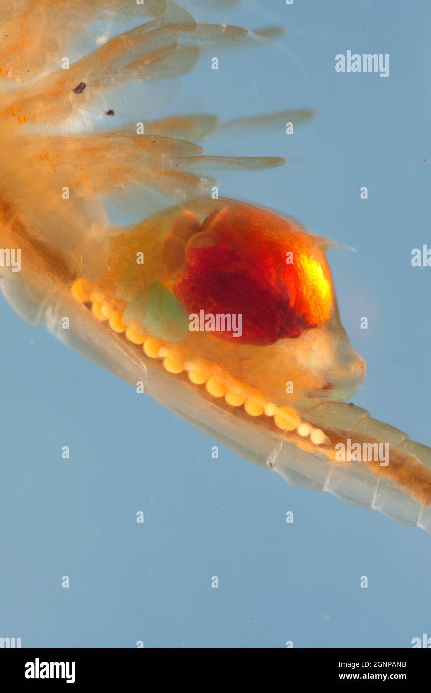 fairy shrimp (Tanymastix stagnalis), female, brood sac, Germany, Bavaria Stock Photo