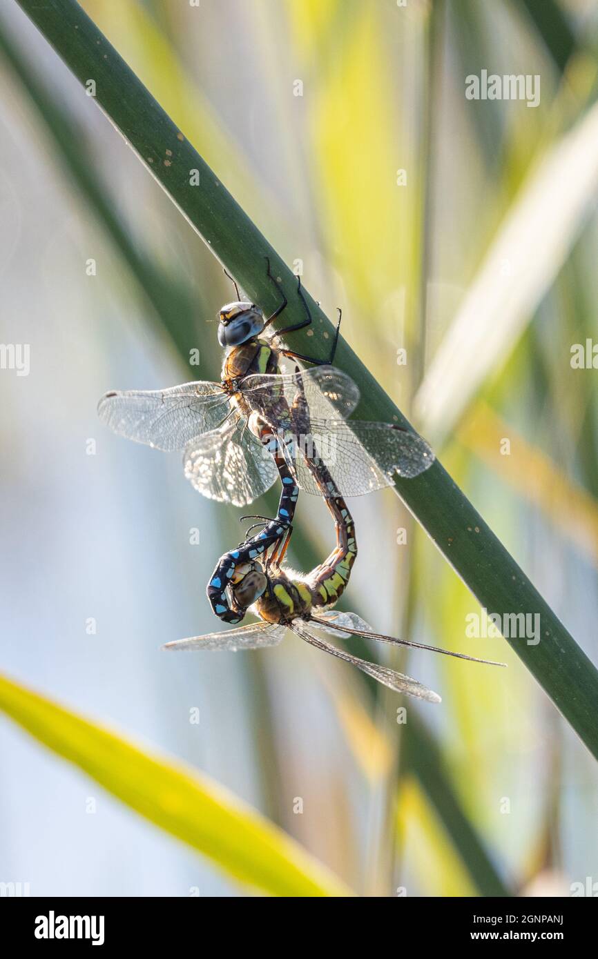 scarce aeshna, migrant hawker (Aeshna mixta), mating wheel on rush leaves, Germany, Bavaria, Erdinger Moos Stock Photo