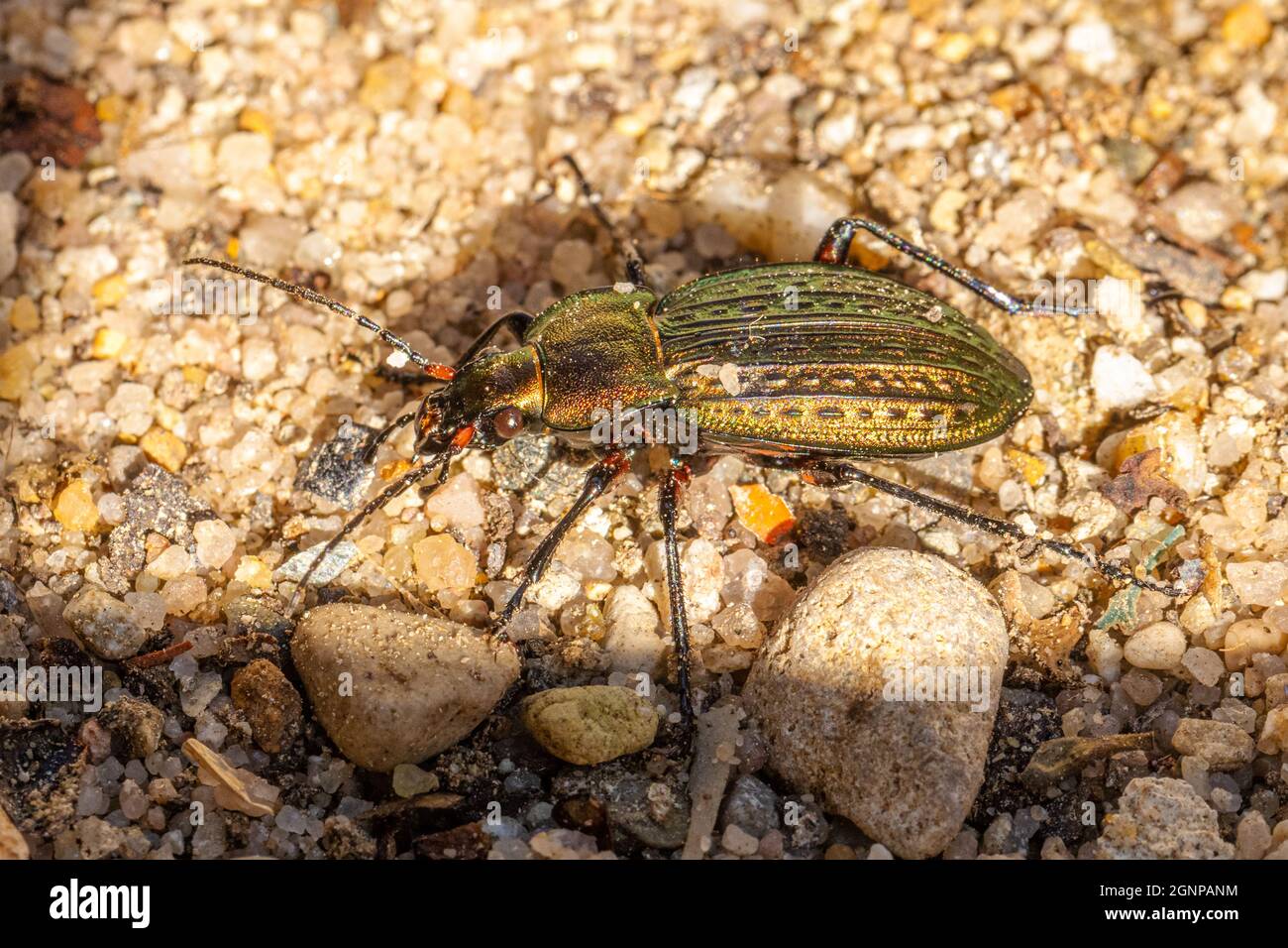 Cancellate ground beetle (Carabus cancellatus, Tachypus cancellatus), in evening light, Germany, Bavaria Stock Photo