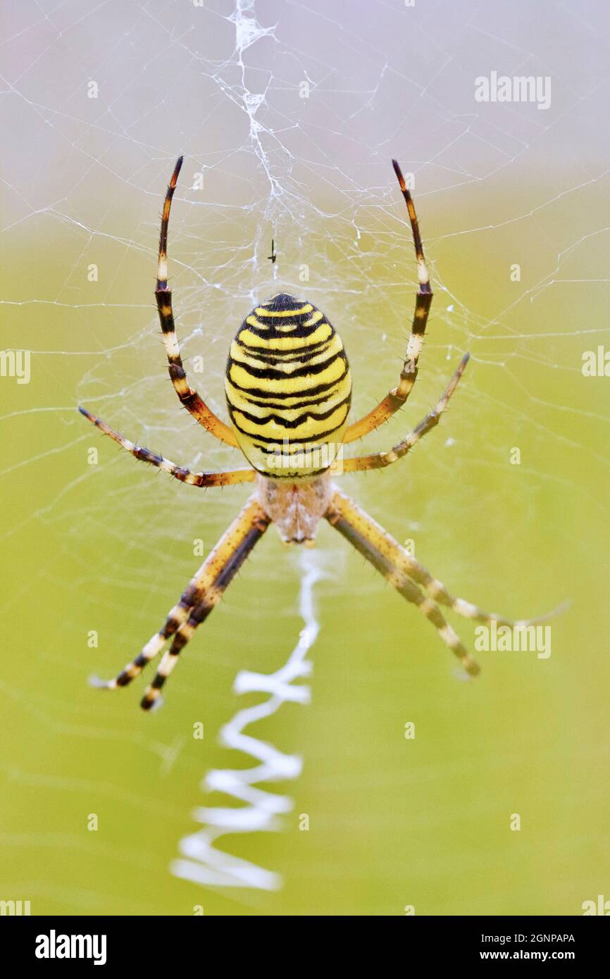 Black-and-yellow argiope, Black-and-yellow garden spider (Argiope bruennichi), in its web, Germany Stock Photo