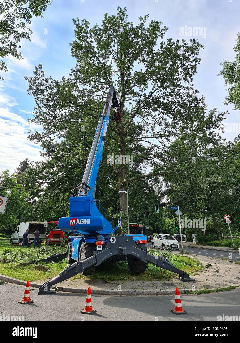 oak (Quercus spec.), street tree is felled cause of damaged by fungus, Germany Stock Photo