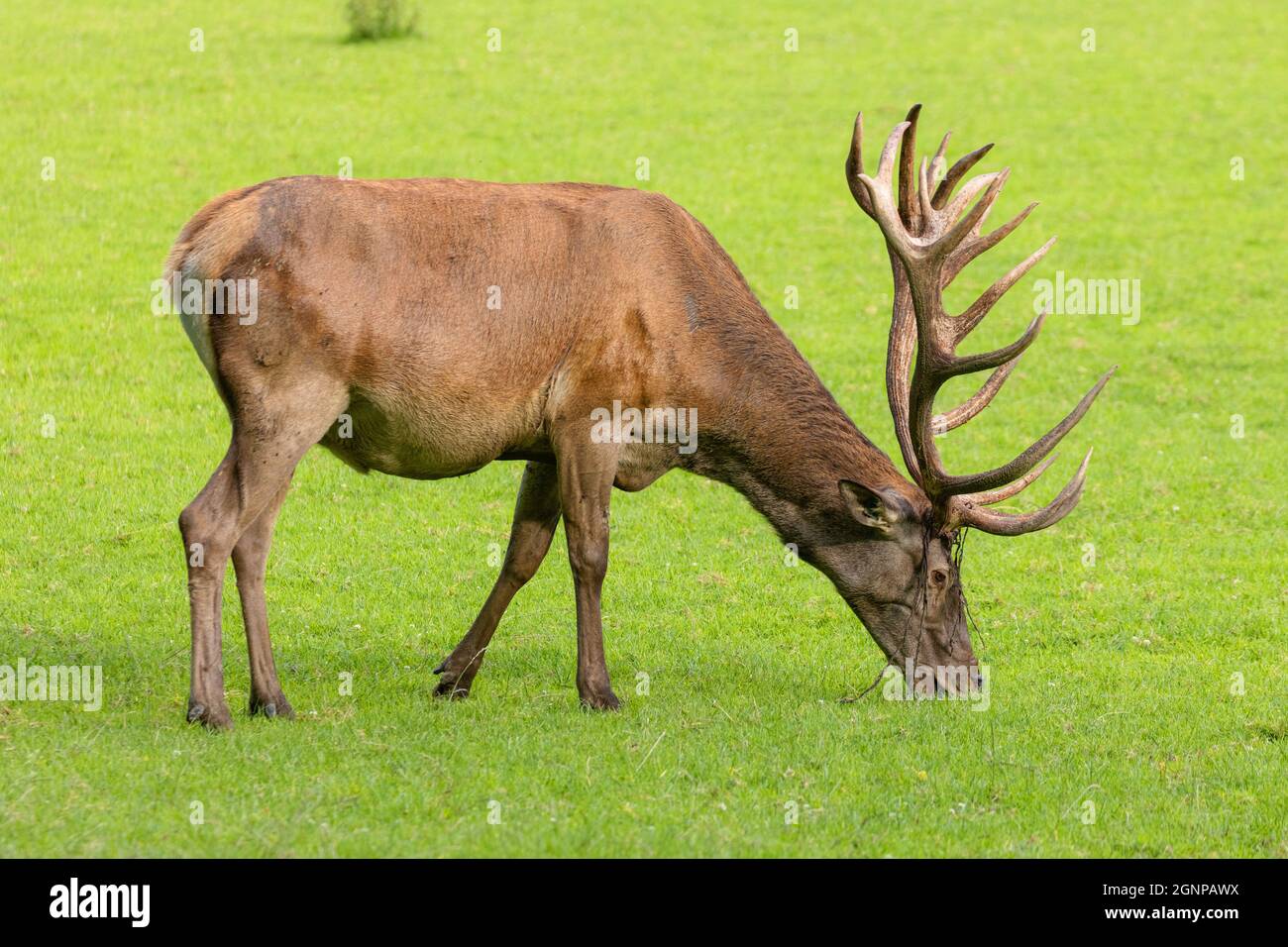 red deer (Cervus elaphus), grazing crown stag with remains of velvet, Germany, Bavaria Stock Photo