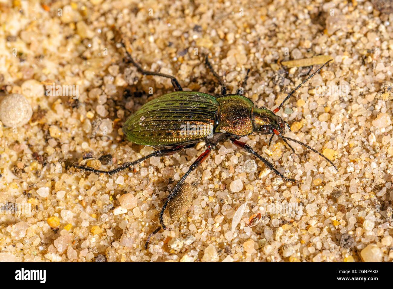 Cancellate ground beetle (Carabus cancellatus, Tachypus cancellatus), in evening light, Germany, Bavaria Stock Photo