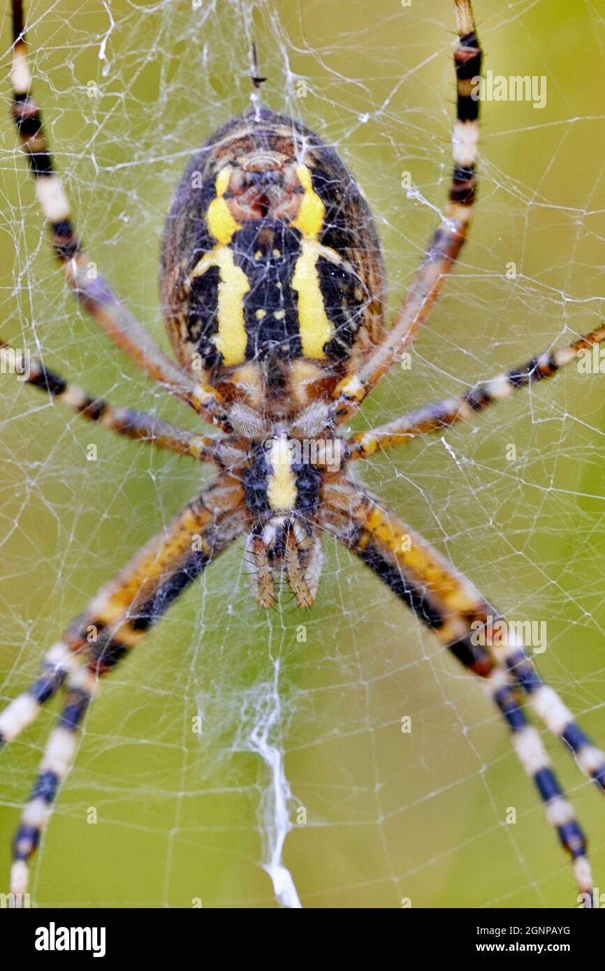 Black-and-yellow argiope, Black-and-yellow garden spider (Argiope bruennichi), in its web, Germany Stock Photo