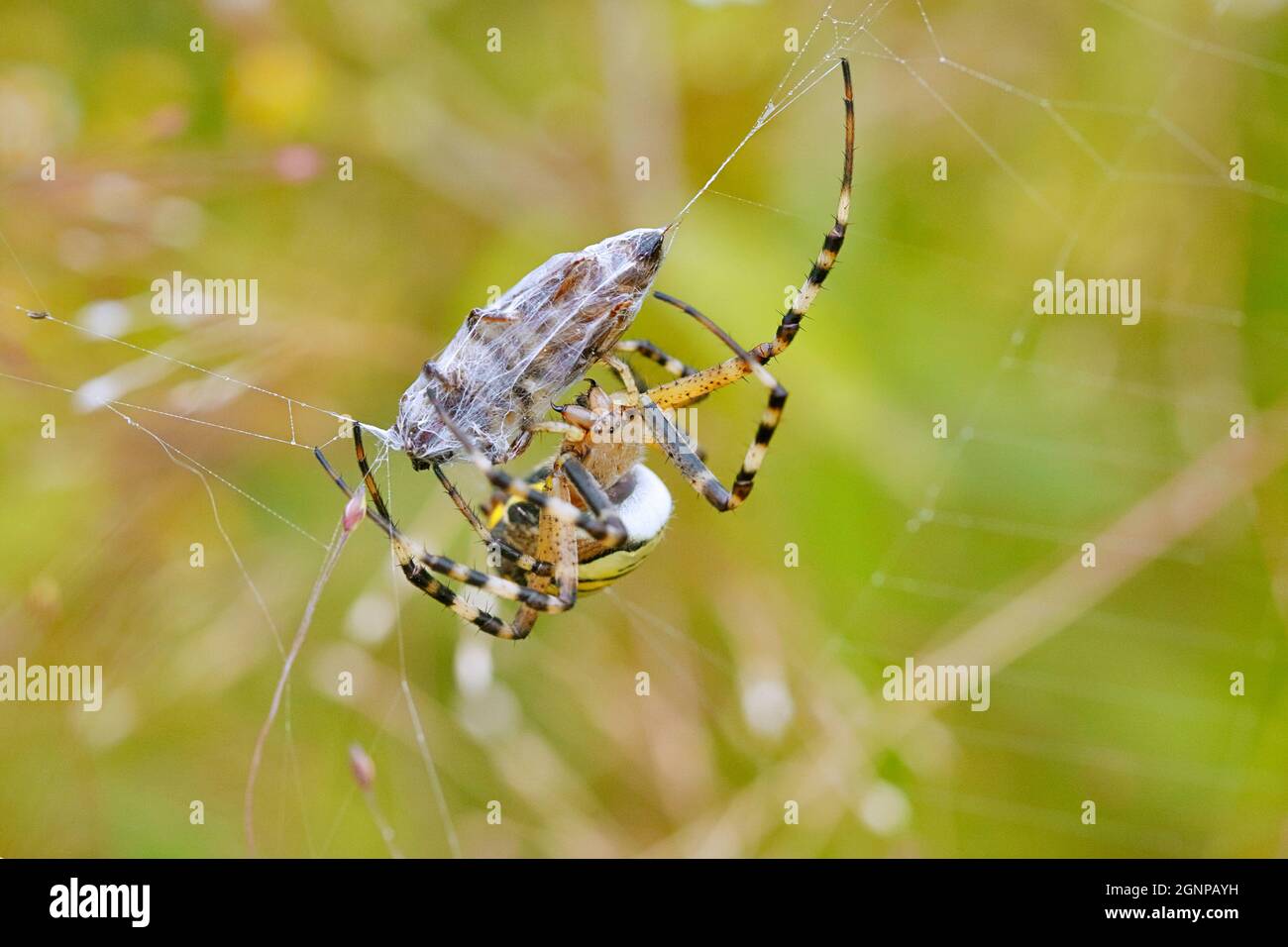 Black-and-yellow argiope, Black-and-yellow garden spider (Argiope bruennichi), wrapping prey, Germany Stock Photo