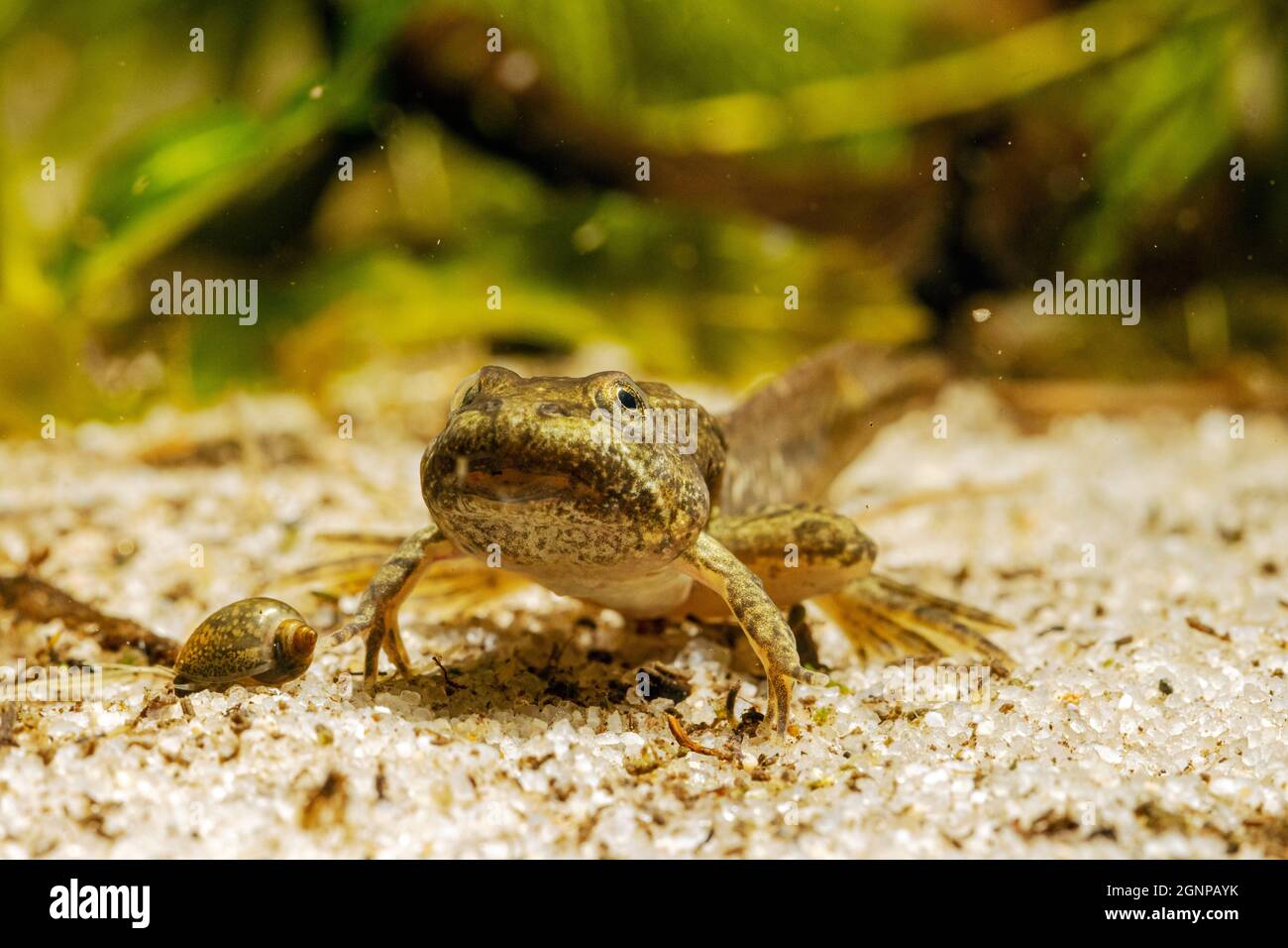 marsh frog, lake frog (Rana ridibunda, Pelophylax ridibundus), four-legged tadpole, front view, Germany Stock Photo