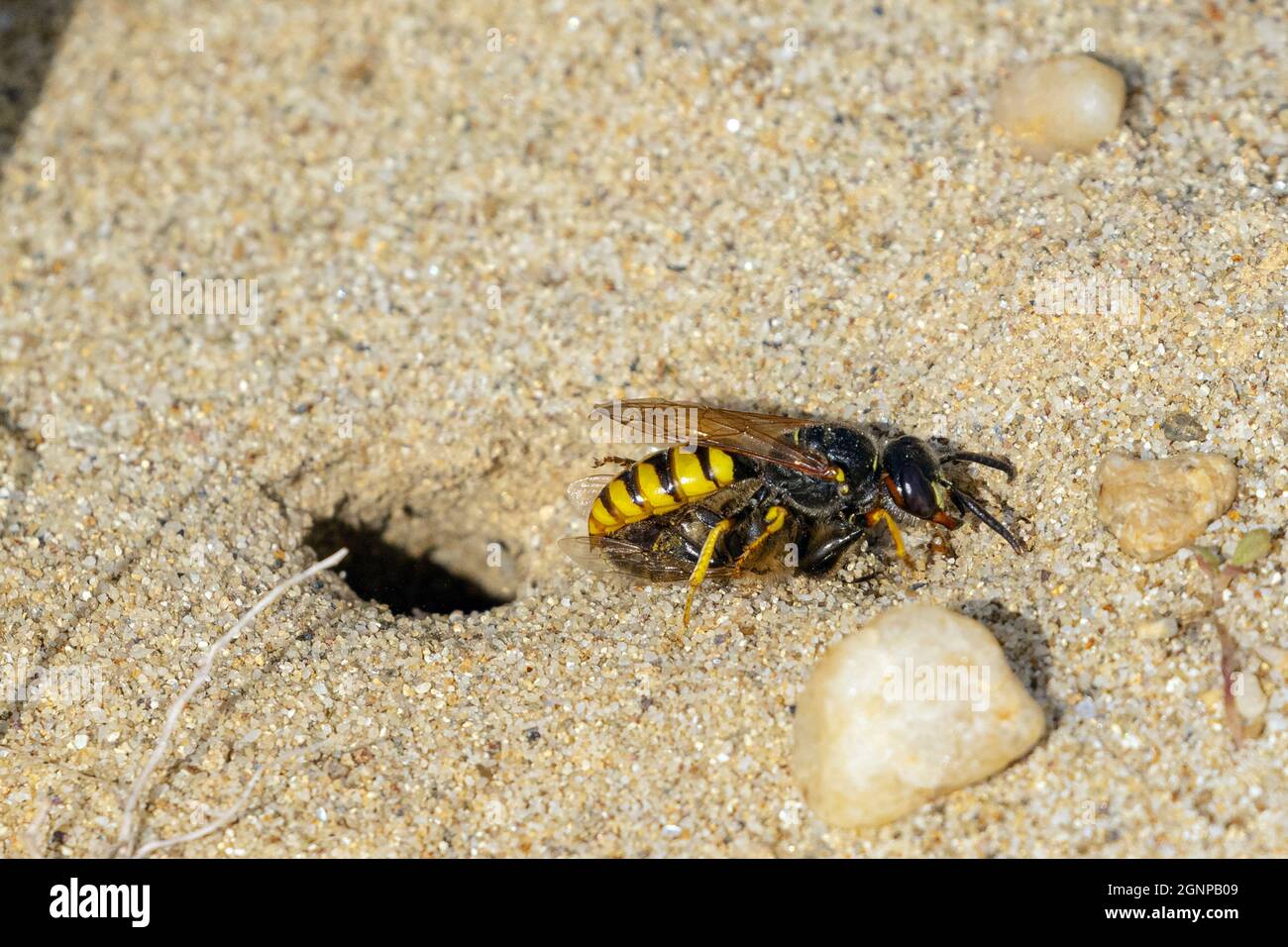 Bee-killer wasp, Bee-killer (Philanthus triangulum, Philanthus apivorus), carries caught honey bee to the breeding tube, Germany, Bavaria Stock Photo