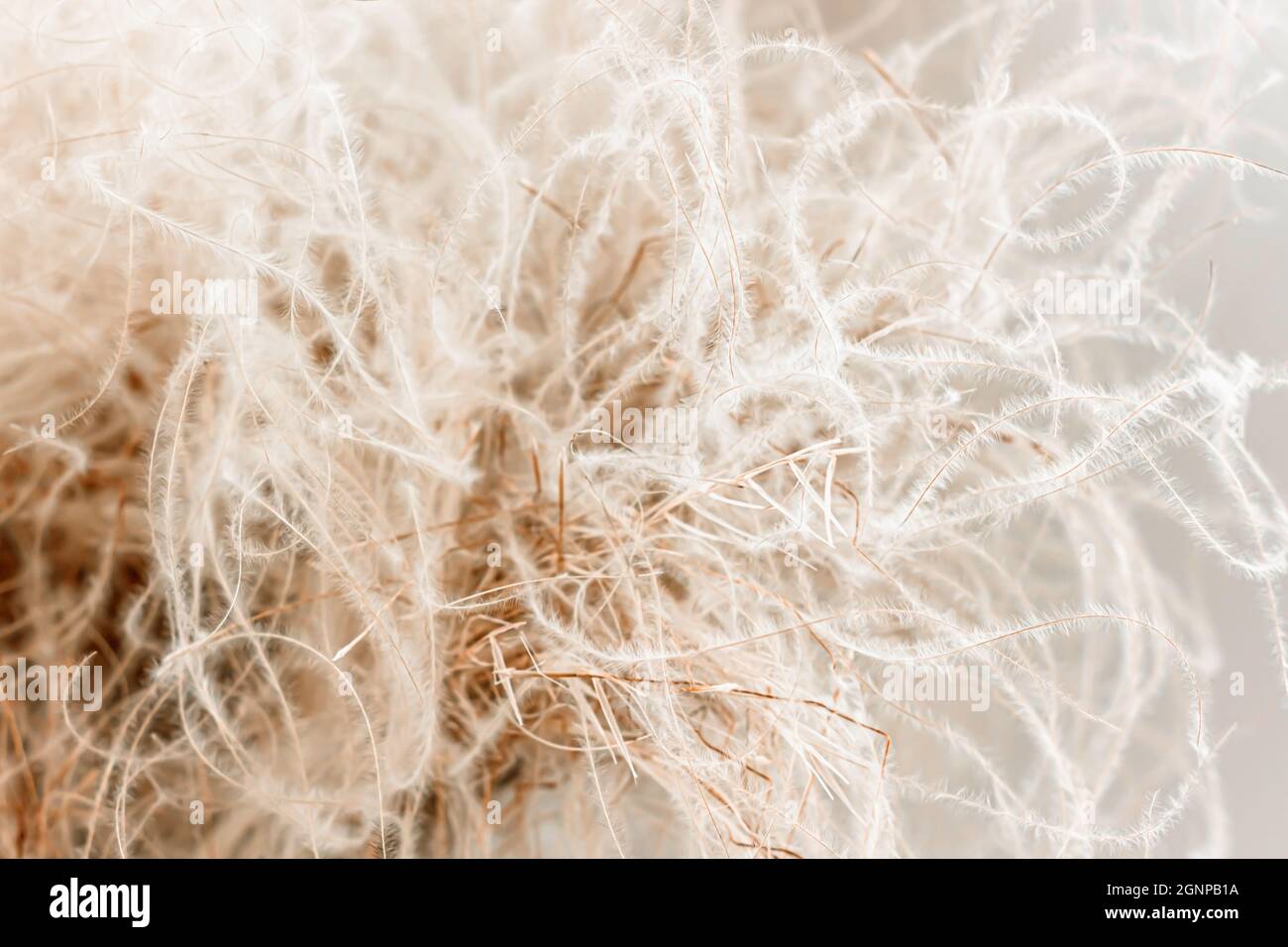 Abstract feather grass closeup for wabi-sabi interior design. Natural fluffy decoration for cozy minimalist home, earth beige and sandy tones backdrop Stock Photo