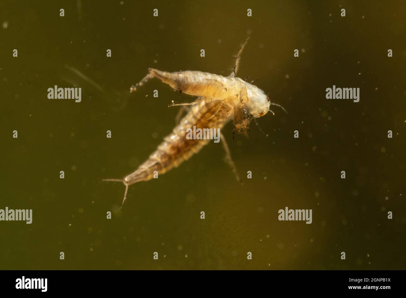 Great diving beetle (Dytiscus marginalis), larva feeds conspecific after skinning, Germany, Bavaria Stock Photo