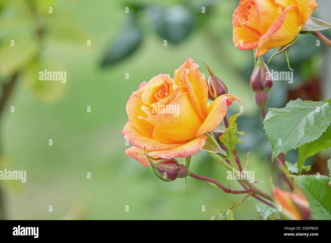 Rose Sahara (Rosa 'Sahara', Rosa Sahara), flowers of cultivar Sahara, Germany Stock Photo