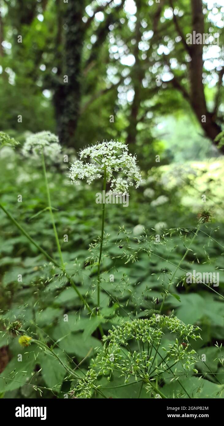 Wayside weeds hi-res stock photography and images - Alamy