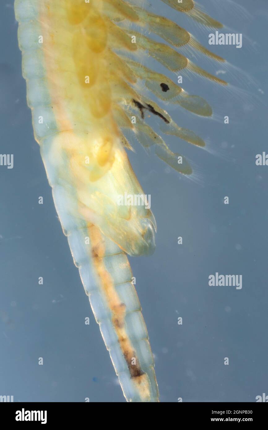 fairy shrimp (Tanymastix stagnalis), male, hemipenis, Germany, Bavaria Stock Photo