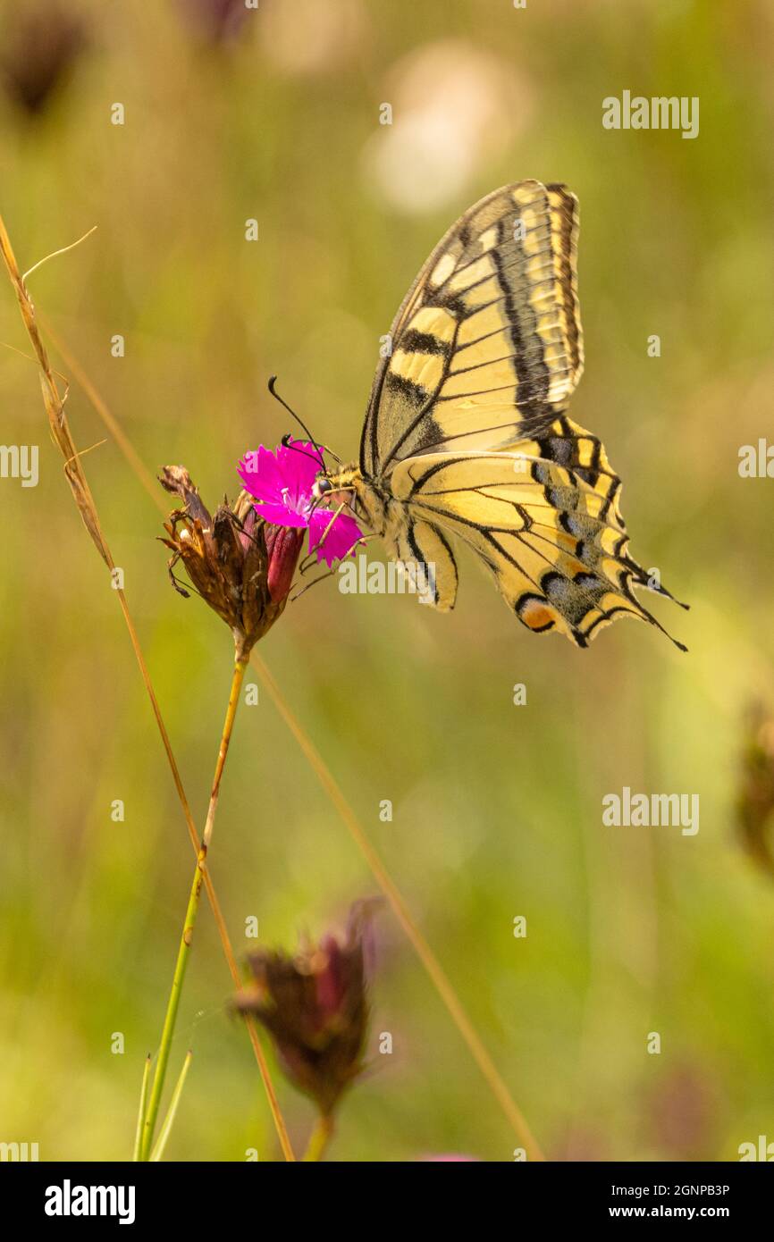 swallowtail (Papilio machaon), sucks nectar from a Carthusian pink, Germany, Bavaria, Erdinger Moos Stock Photo