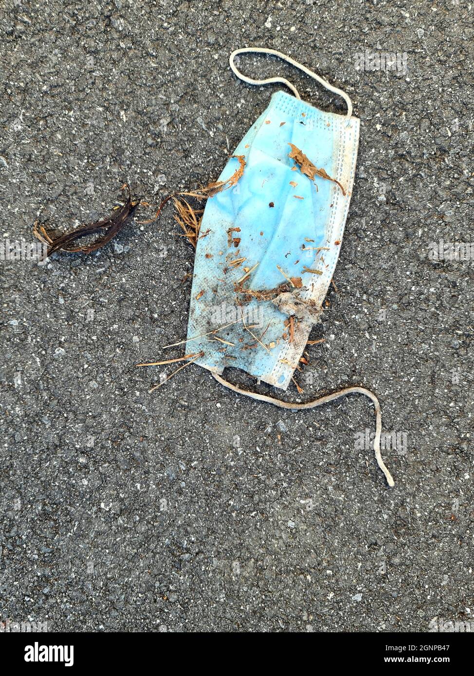 trashed face mask on a path, Germany Stock Photo