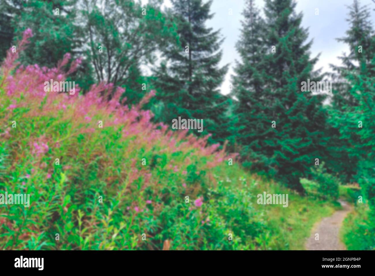 Blurred. Blooming chamaenerion angustifolium or Epilobium angustifolium or fireweed or willowherb against Tatra mountains in summer. Pink purple flowe Stock Photo