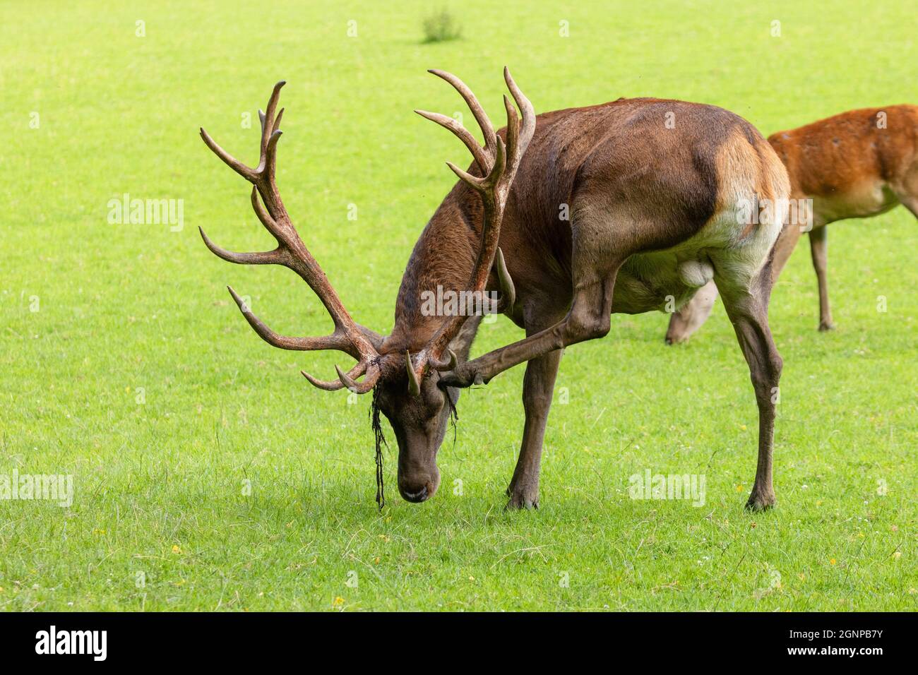 red deer (Cervus elaphus), crown stag scratching remains of velvet from the antlers, Germany, Bavaria Stock Photo