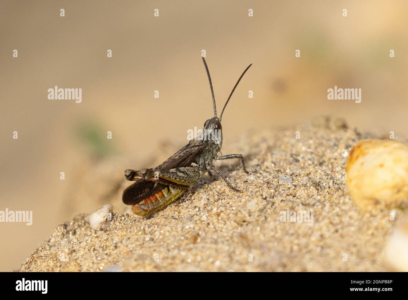 orange-tipped grasshopper (Omocestus haemorrhoidalis), on sandy ground, Germany, Bavaria Stock Photo