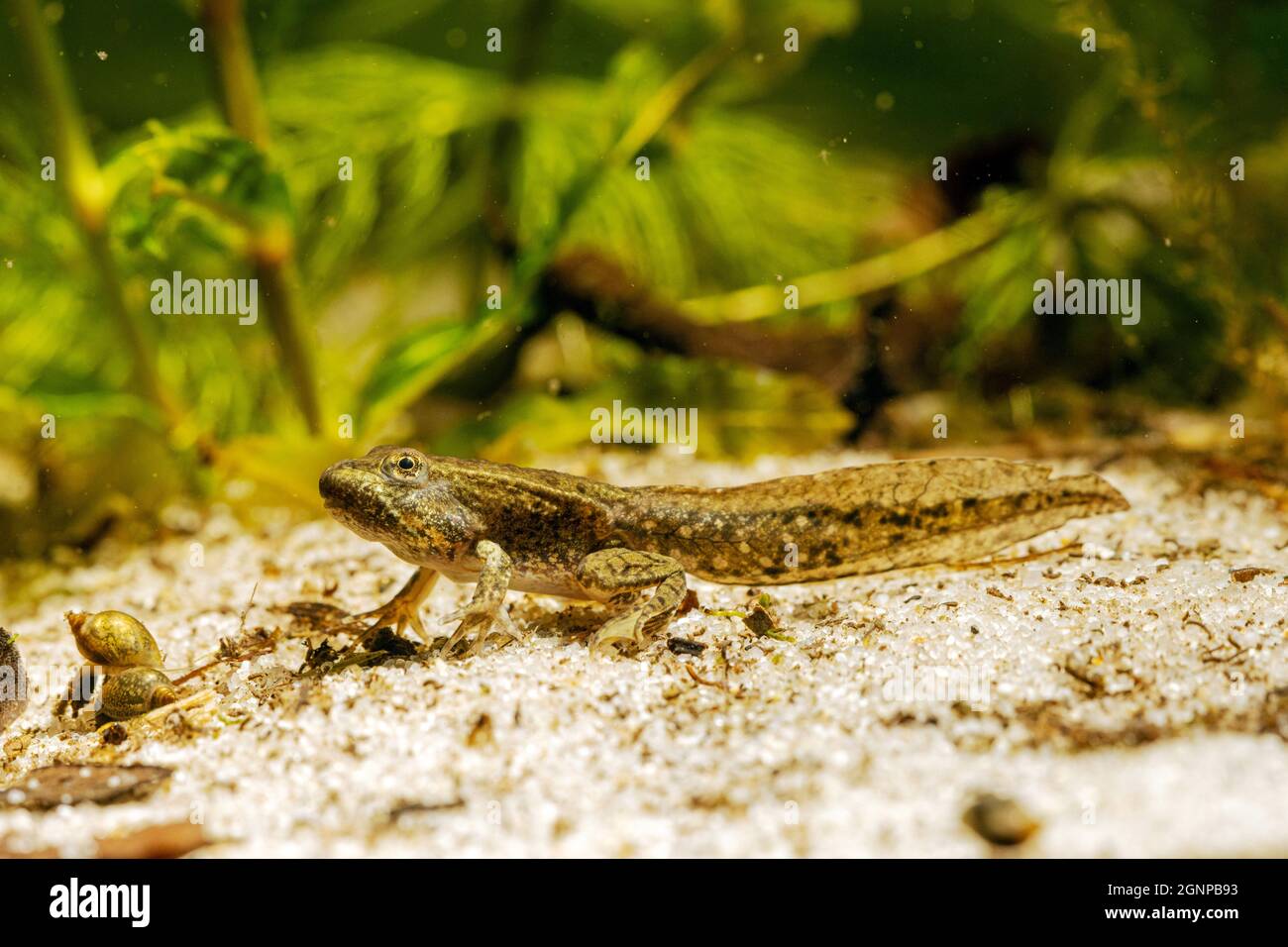 marsh frog, lake frog (Rana ridibunda, Pelophylax ridibundus), four-legged tadpole, Germany Stock Photo