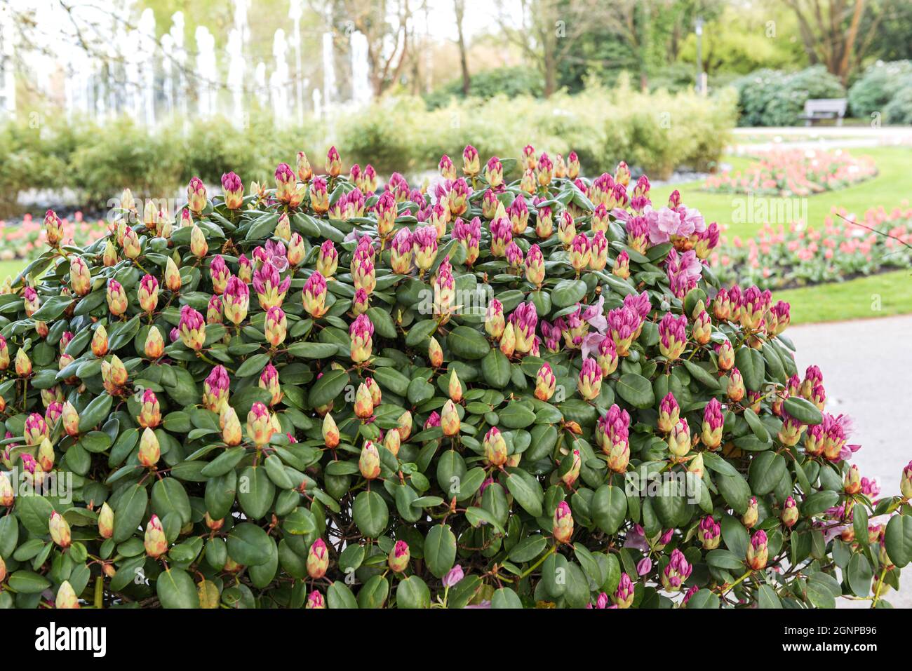 rhododendron (Rhododendron 'Vater Boehlje', Rhododendron Vater Boehlje), blooming, cultivar, cultvar Vater Boehlje, Germany Stock Photo