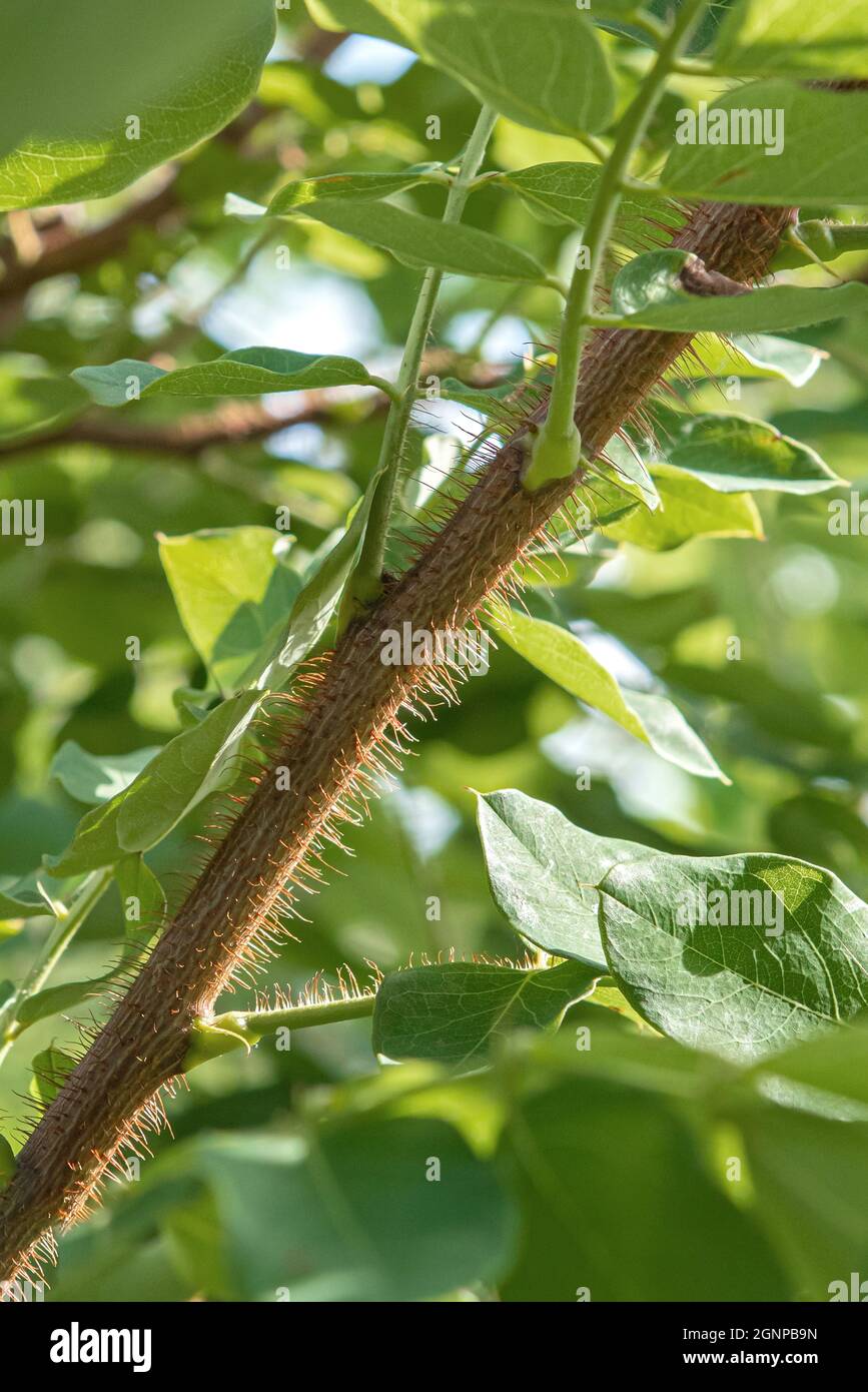 bristly locust (Robinia hispida 'Macrophylla', Robinia hispida Macrophylla), stem, cultivar Macrophylla Stock Photo