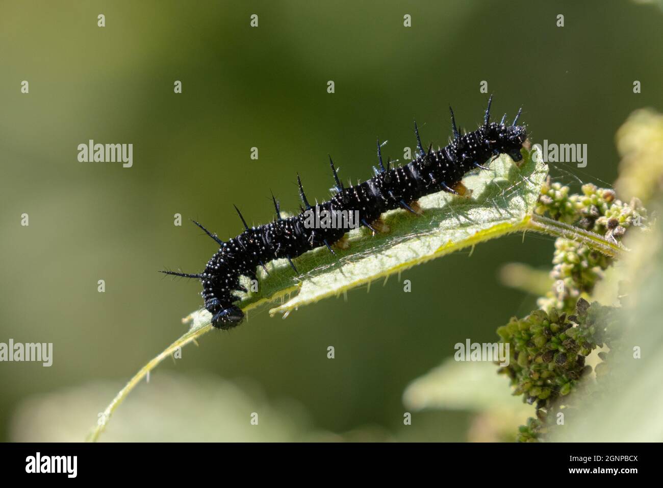 Peacock butterfly, European Peacock (Inachis io, Nymphalis io, Aglais io), caterpillar feeds nettle leaf, Germany, Bavaria Stock Photo