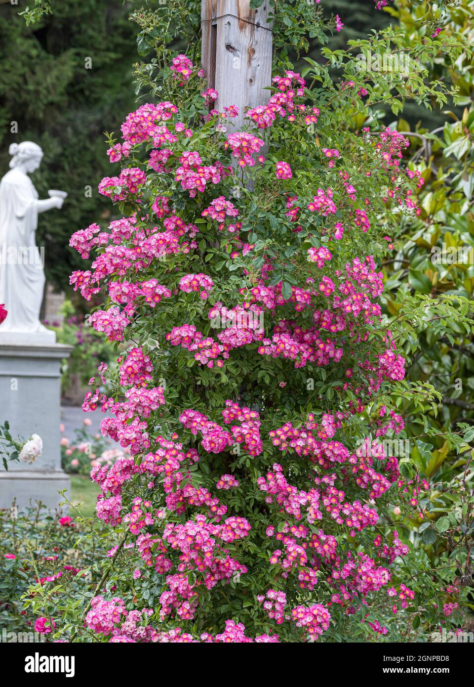 Introduzir 47+ imagem rosa maria garden - br.thptnganamst.edu.vn