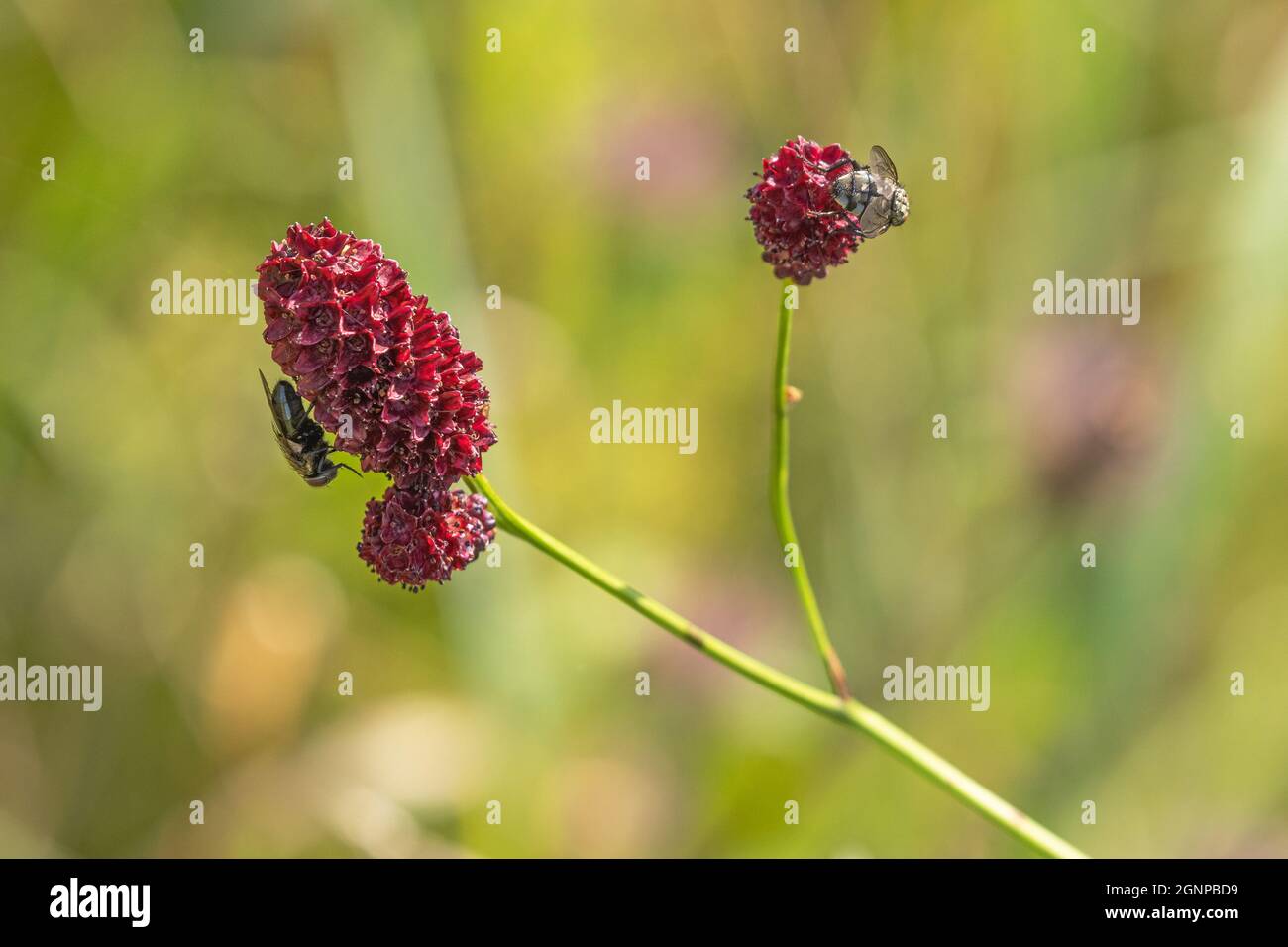 Great burnet (Sanguisorba officinalis, Sanguisorba major), Inflorescence with flies, Germany, Bavaria, Erdinger Moos Stock Photo