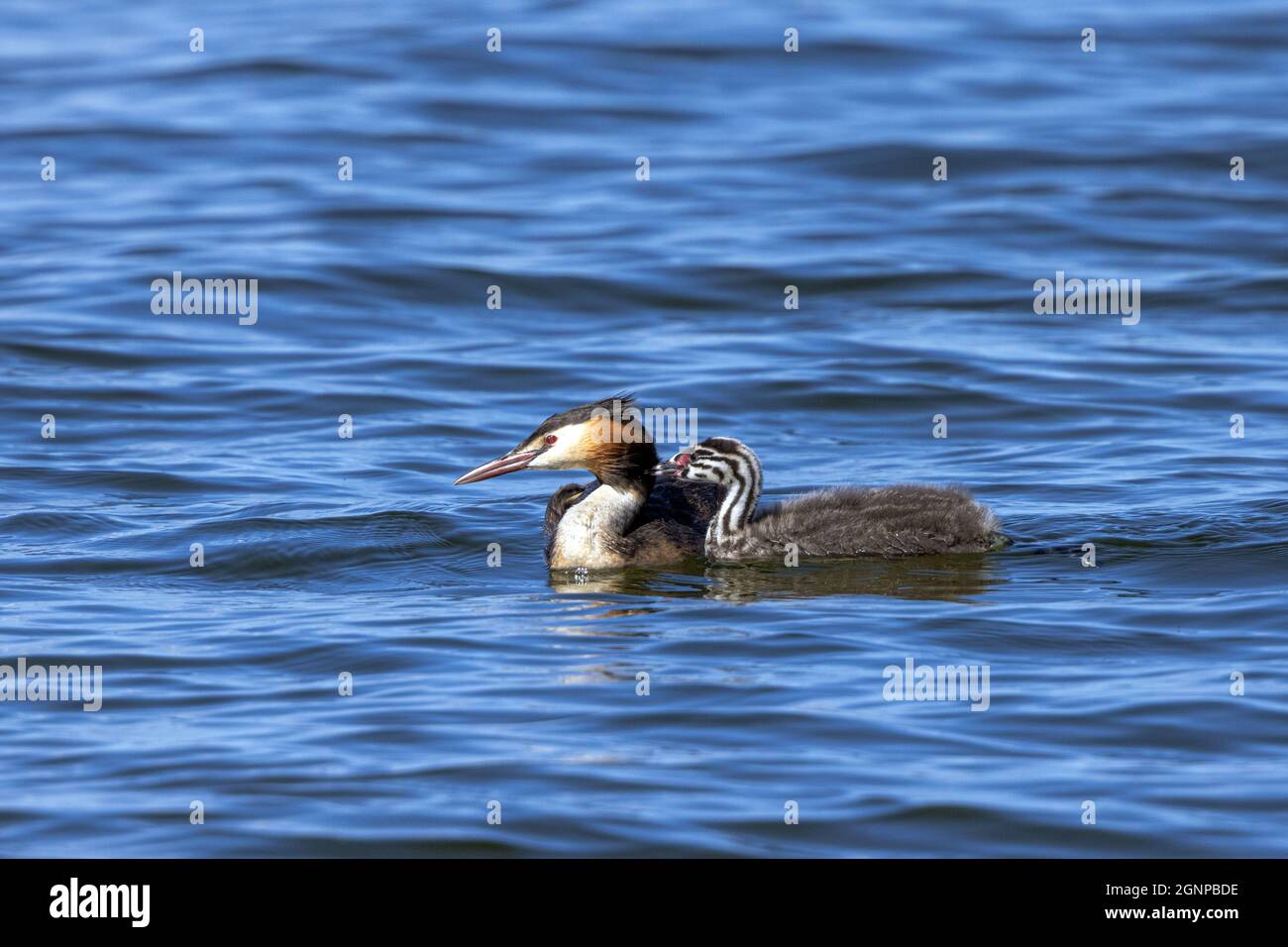 great crested grebe (Podiceps cristatus), adult with begging juvenile, Germany, Bavaria Stock Photo
