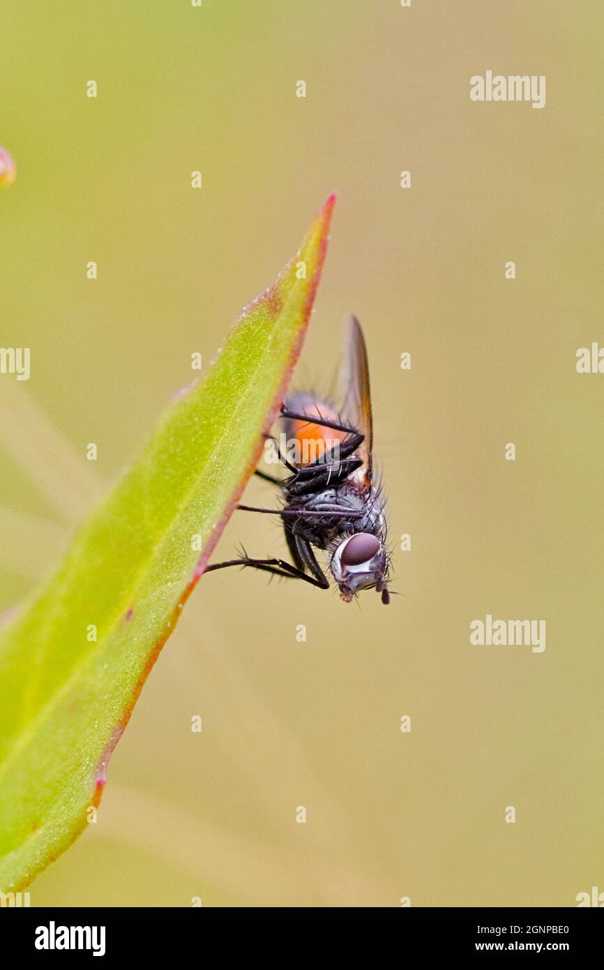 fly at Chenopodium leaf, Germany, North Rhine-Westphalia Stock Photo