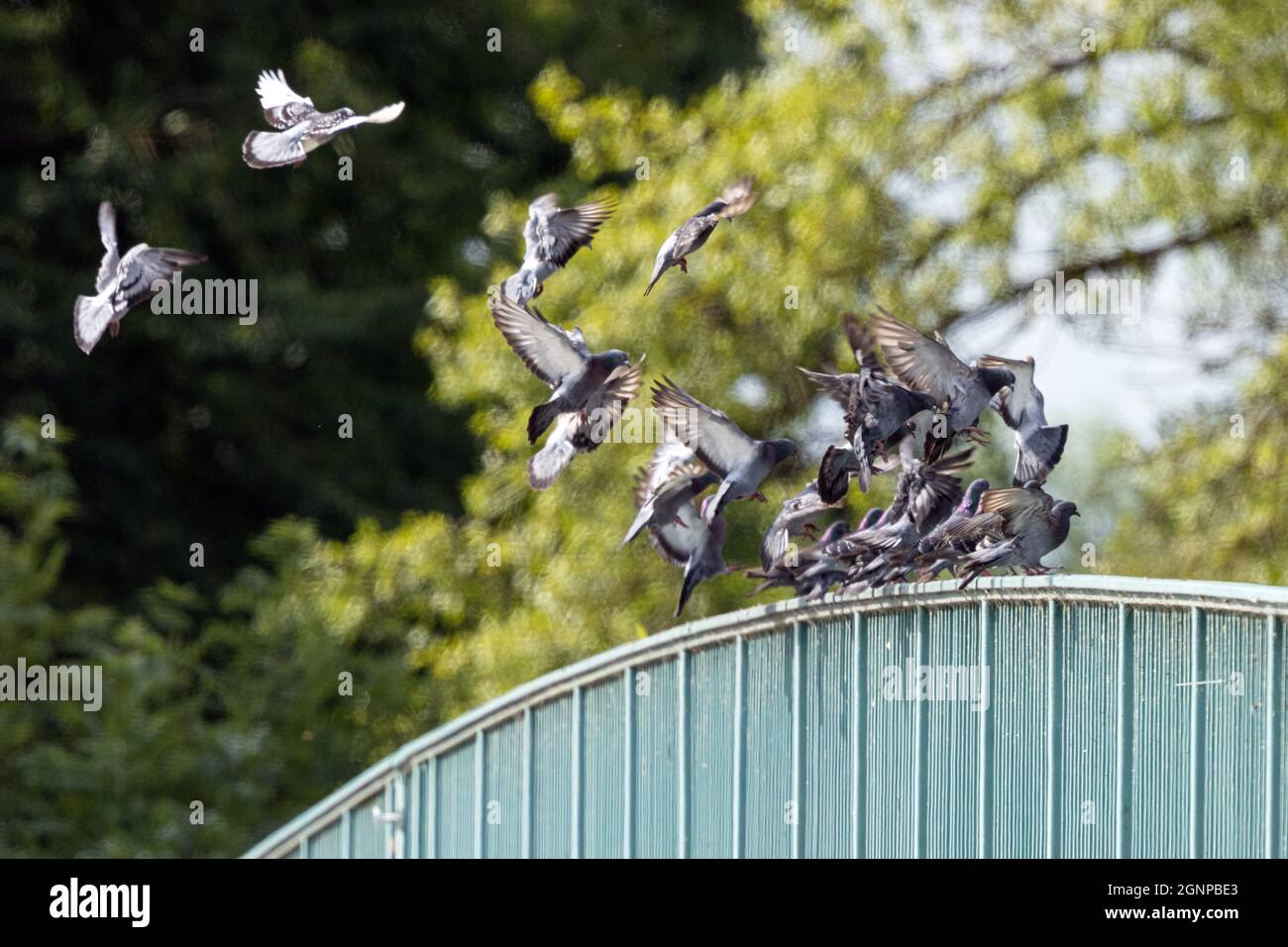 domestic pigeon, feral pigeon (Columba livia f. domestica), many pigeons landing on a bridge railing, Germany, Bavaria Stock Photo