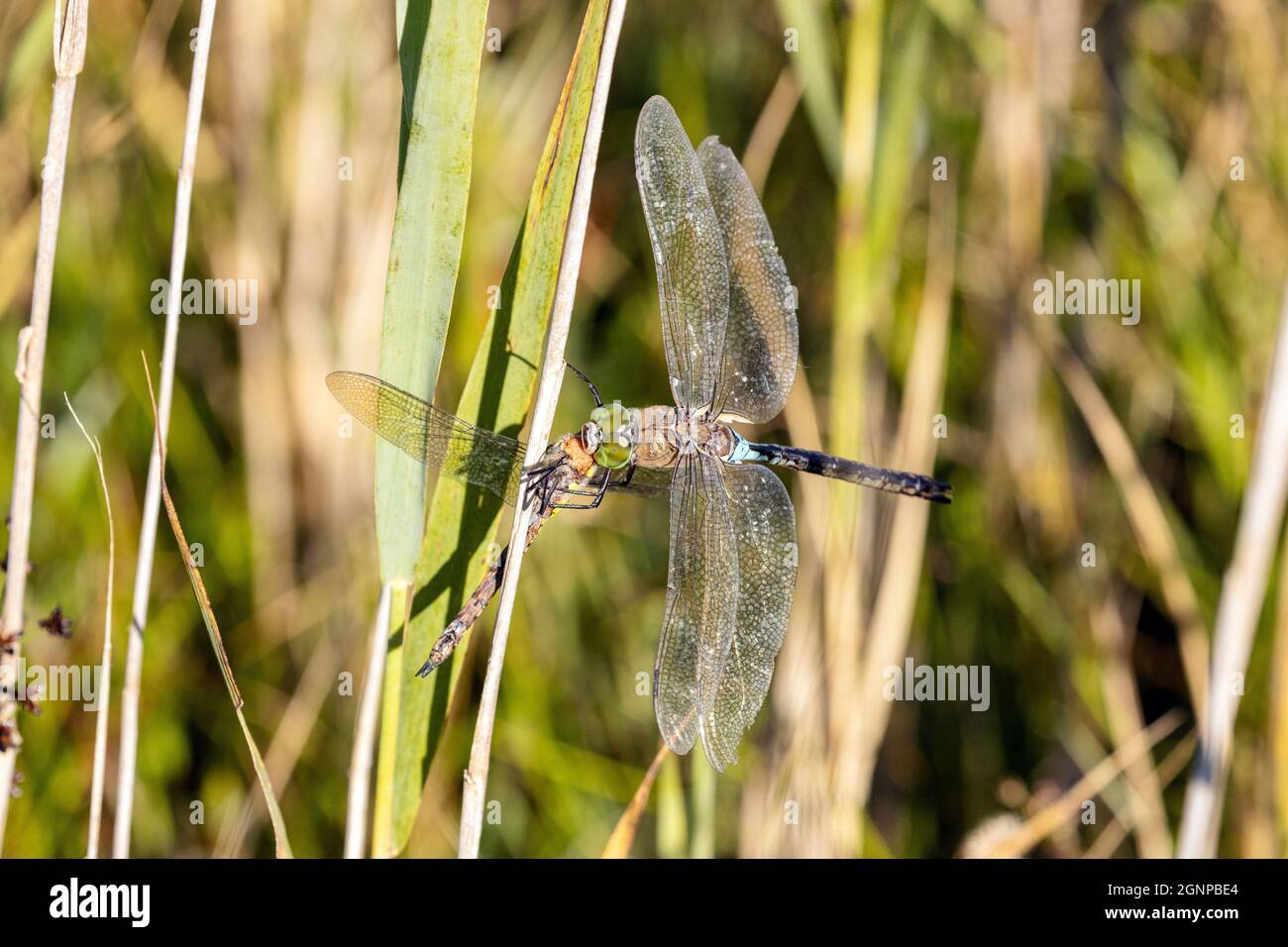 lesser emperor dragonfly (Anax parthenope), feeds caught dragonfly, Germany, Bavaria, Erdinger Moos Stock Photo