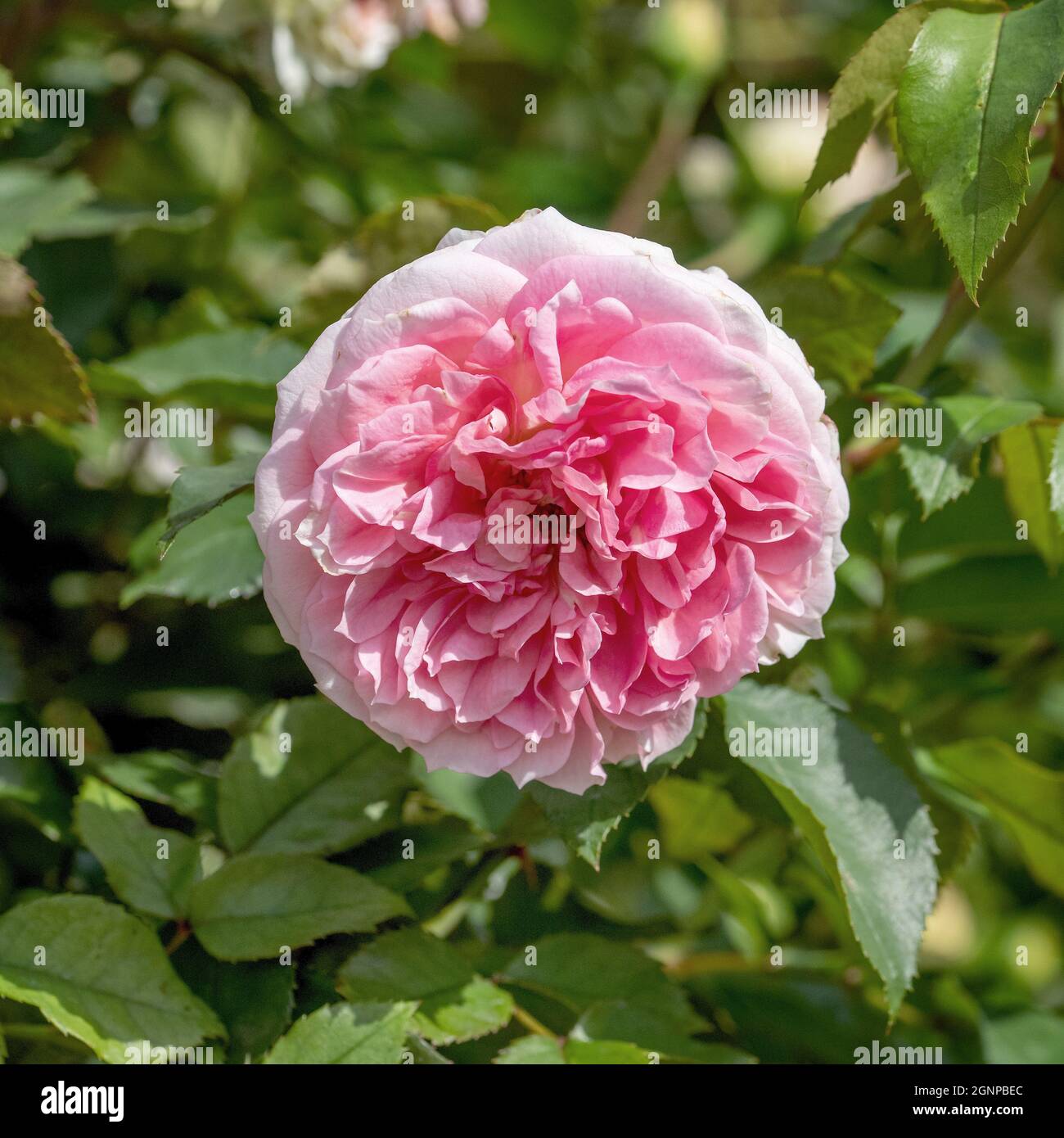 Sophie pink hi-res stock photography and images - Alamy