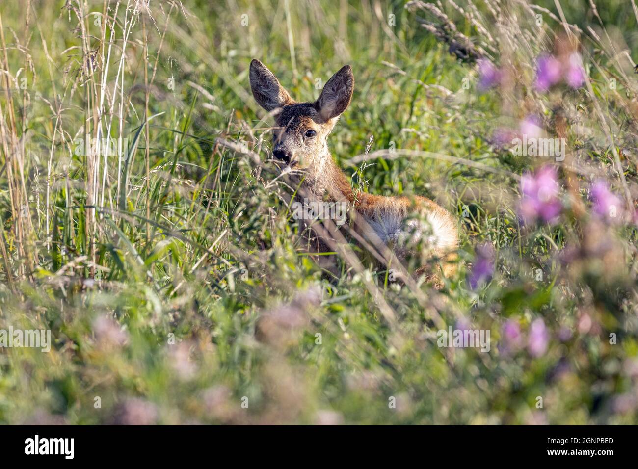 roe deer (Capreolus capreolus), doe securing in dense vegetation, Germany, Bavaria, Erdinger Moos Stock Photo