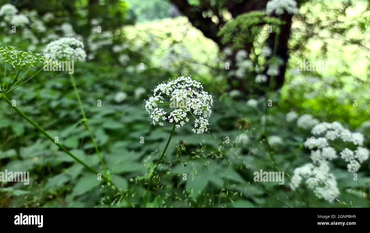 Wayside Weeds High Resolution Stock Photography and Images - Alamy
