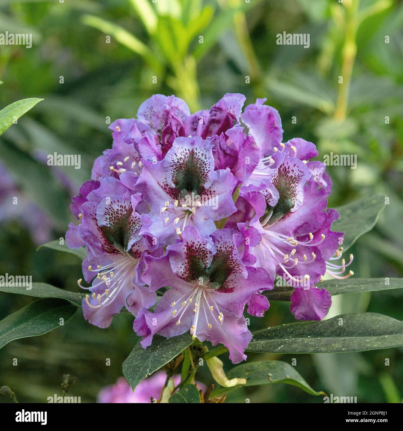 rhododendron (Rhododendron 'Blaue Jungs', Rhododendron Blaue Jungs), flowers of cultivar Blaue Jungs Stock Photo