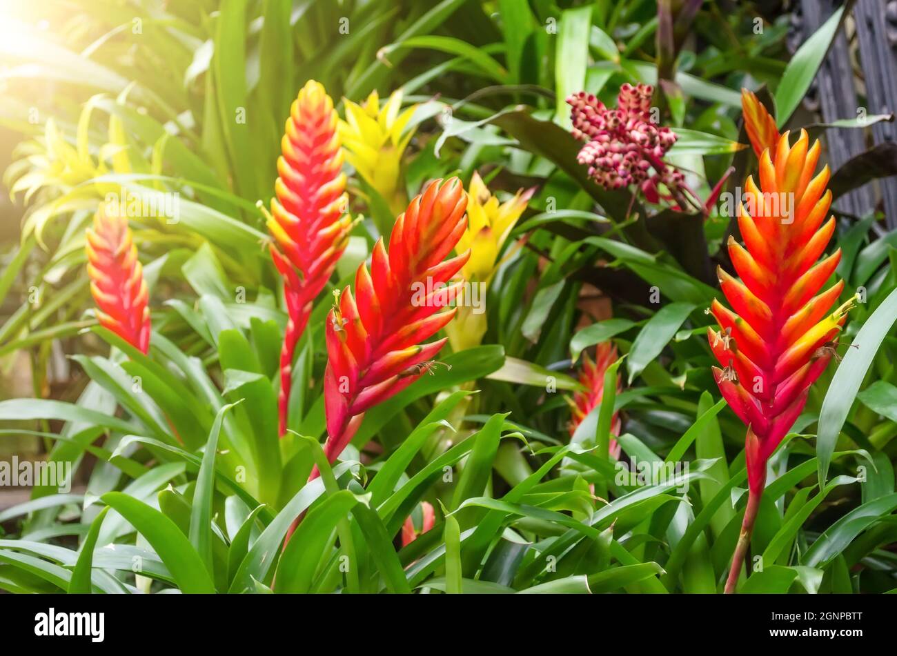 Flowering vriesea plants in thickets of tropical moist forest Stock Photo