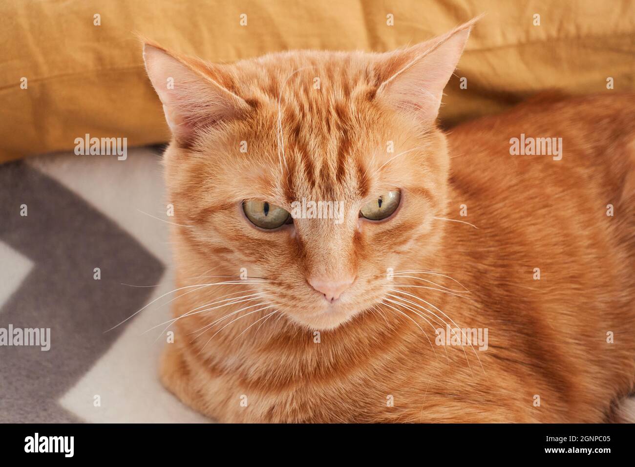 A cute lazy ginger tabby cat sleeps on a bed with gray blanket near the pillow. Unique domesticated cat relax or rest concept. High quality photo Stock Photo