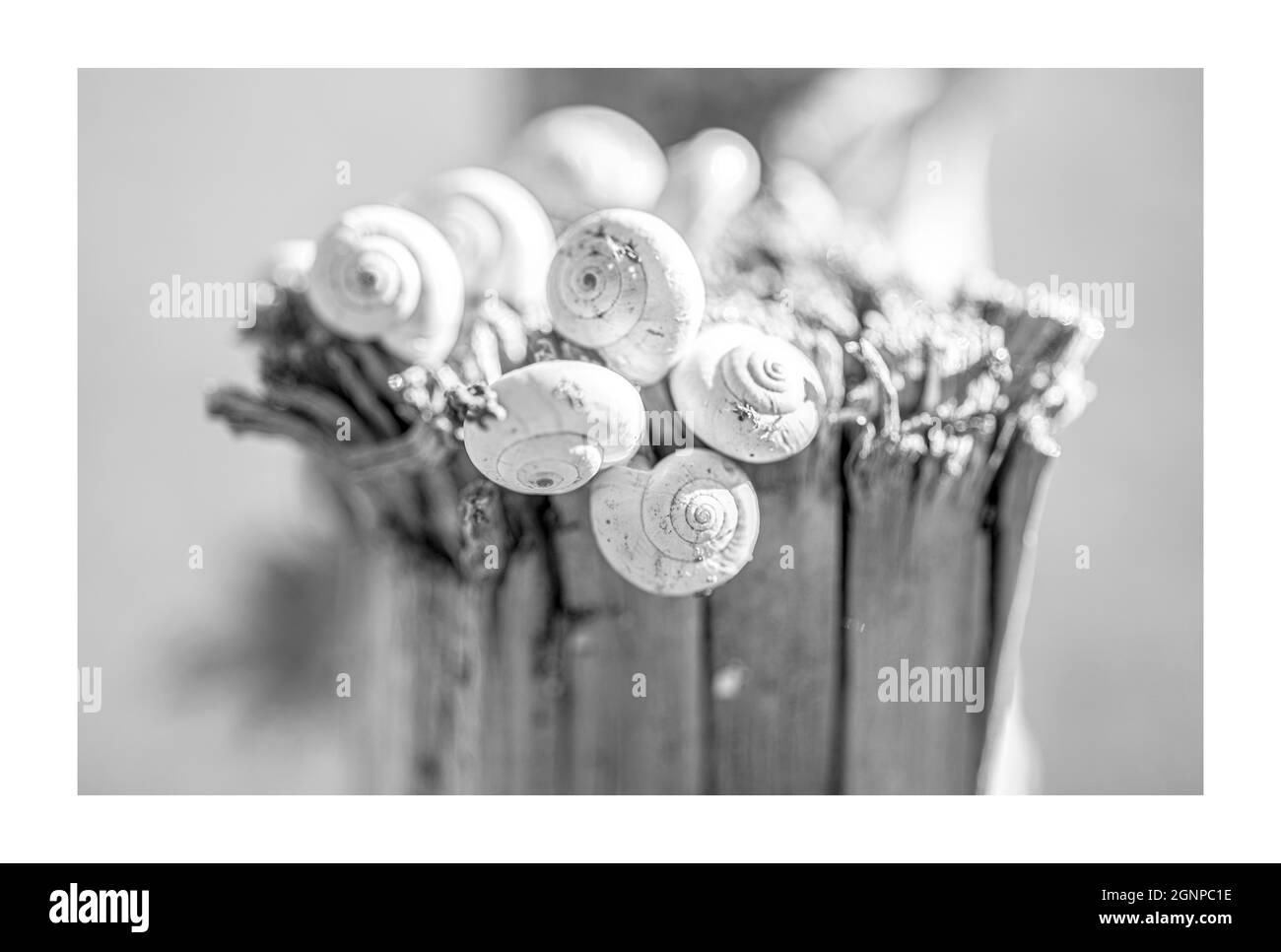 Rainbow snail Black and White Stock Photos & Images - Alamy