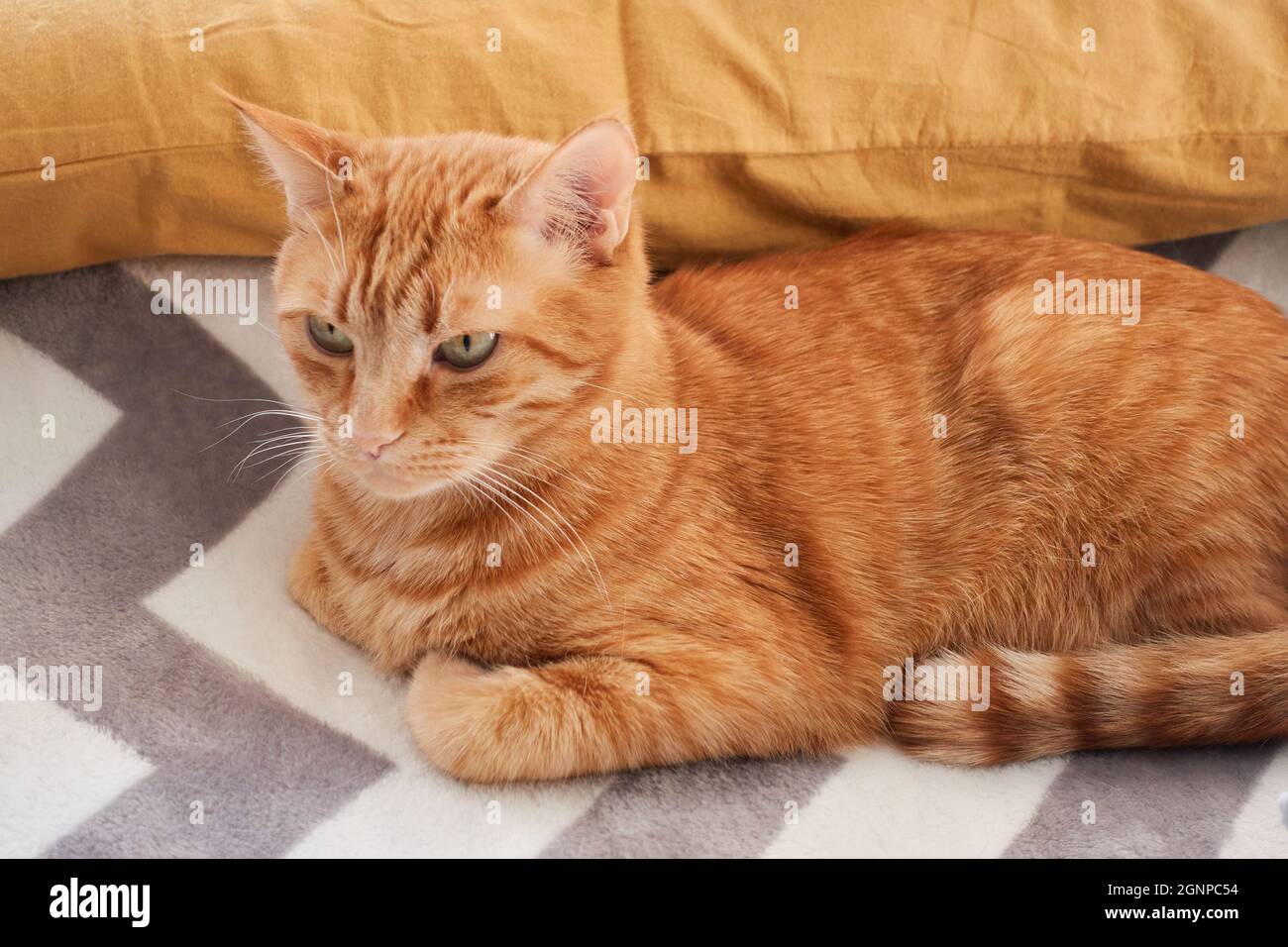 Orange and ginger cat close-up portrait. Adult red cat lying on a gray fluffy blanket background. Domestic feline concept. High quality photo Stock Photo