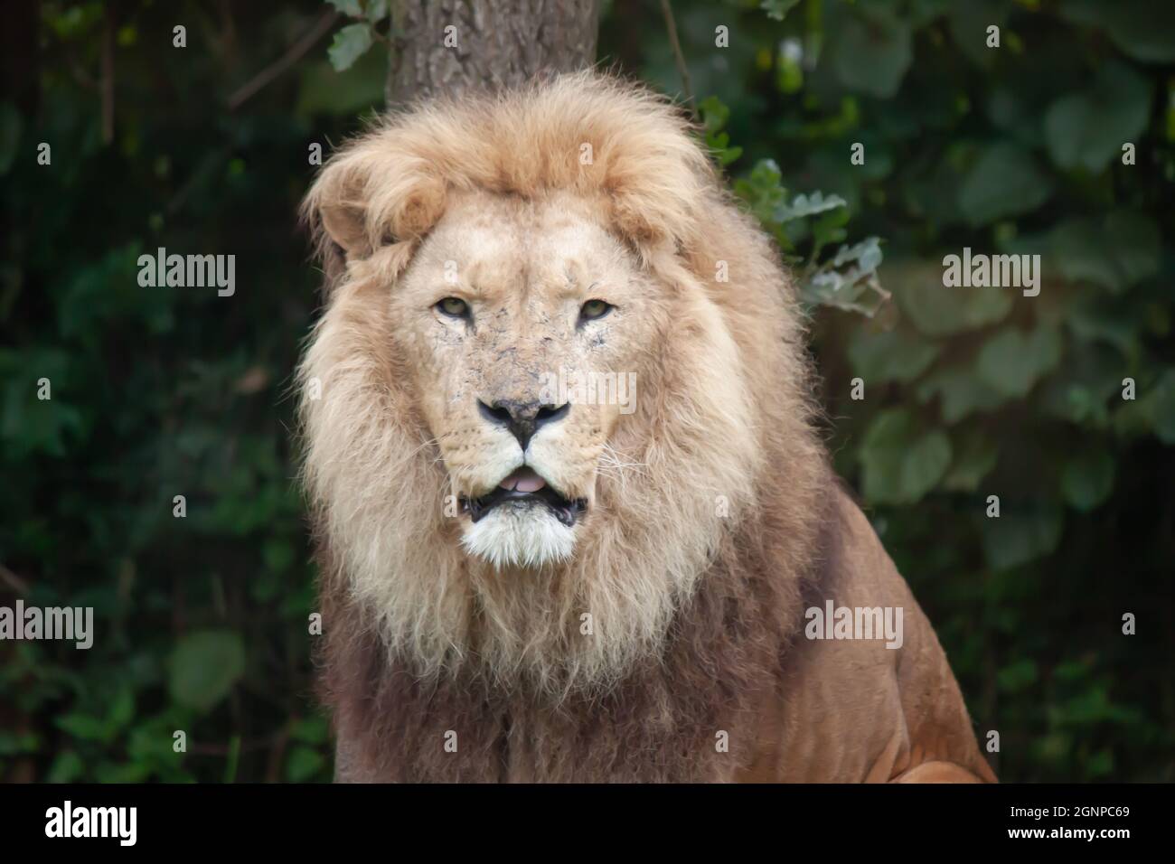 Lion in the zoo Stock Photo - Alamy