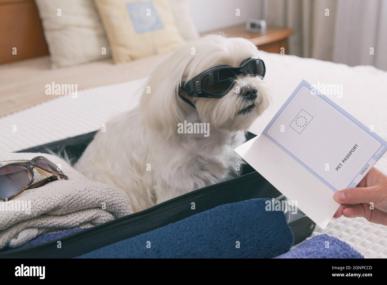 White dog Maltese sittinig in the bag waiting for a travel, pet passport in the foreground Stock Photo