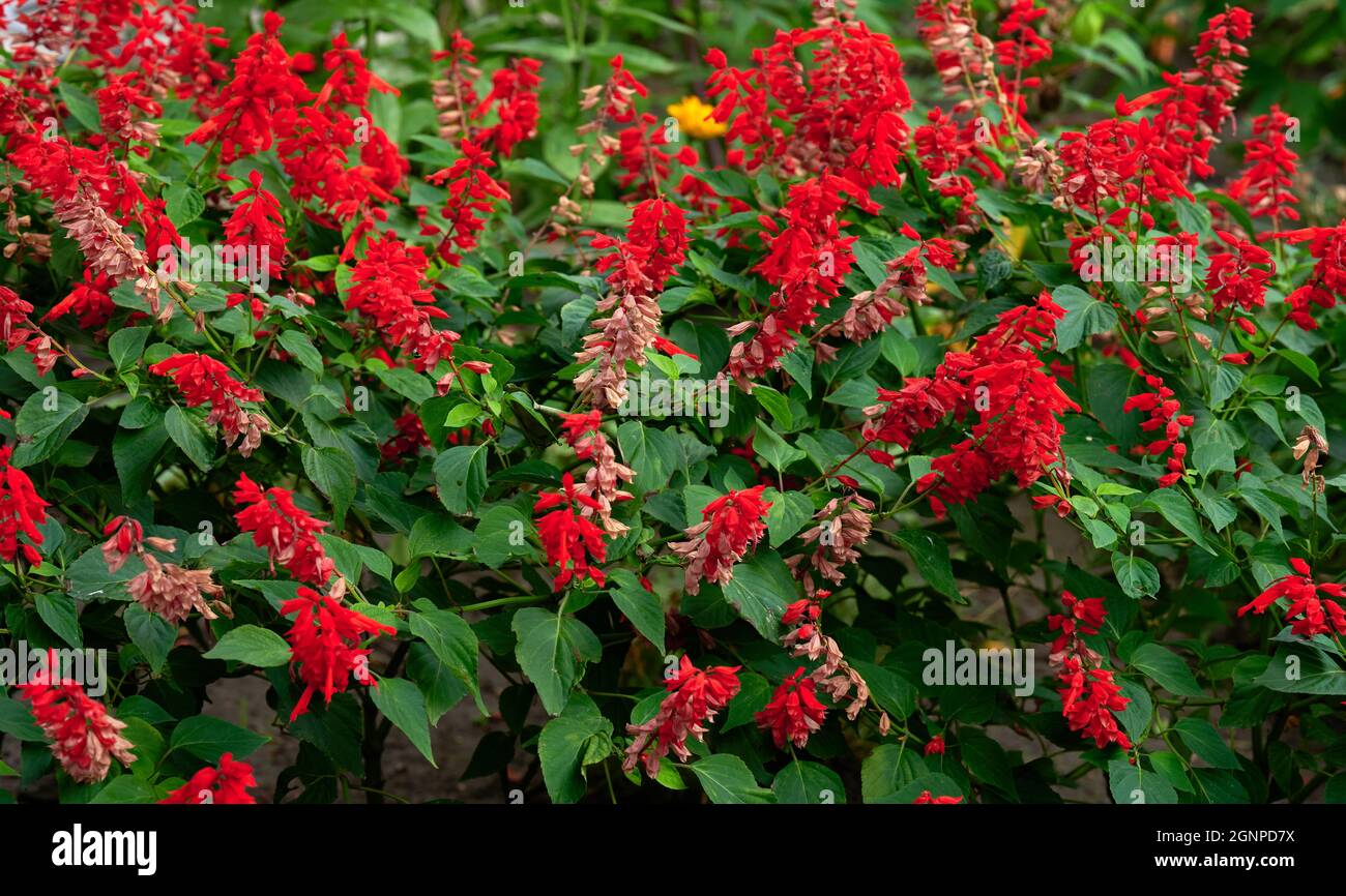 Salvia divinorum, garden with blooming red flowers and green leaves. Day Stock Photo