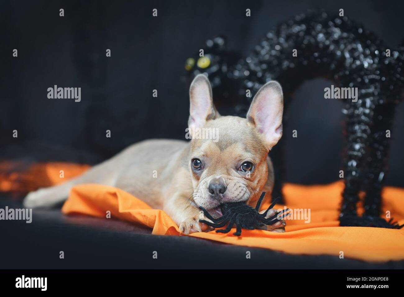 puppy chewing blanket
